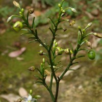 Dianella ensifolia (L.) Redouté